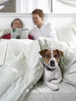 A family in a bed with their dog